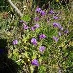 Aubrieta deltoidea habit picture by crv (cc-by-sa)