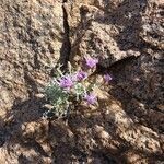 Centaurea hanryi habit picture by huy HO (cc-by-sa)
