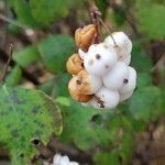 Symphoricarpos albus habit picture by Rudolf Kranz (cc-by-sa)