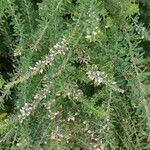 Lespedeza cuneata leaf picture by Shawn Russell (cc-by-sa)