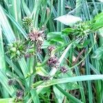Sparganium erectum habit picture by Waldemar Zeja (cc-by-sa)