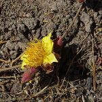 Cochlospermum tinctorium flower picture by Maarten Vanhove (cc-by-sa)