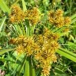 Cyperus odoratus flower picture by Trap Hers (cc-by-sa)