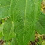 Helianthus hirsutus leaf picture by Brad Kelley (cc-by-sa)