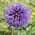 Echinops ritro flower picture by Thierry Bickard (cc-by-sa)