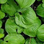 Maianthemum dilatatum leaf picture by J.R. B. (cc-by-sa)