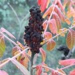 Rhus coriaria fruit picture by Acosta García Isabel (cc-by-sa)