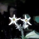 Argostemma parvifolium flower picture by Daniel Barthelemy (cc-by-nc)