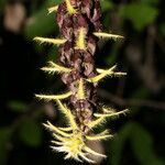 Dioclea violacea fruit picture by Nelson Zamora Villalobos (cc-by-nc)