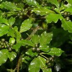 Psychotria chagrensis fruit picture by Nelson Zamora Villalobos (cc-by-nc)