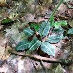 Goodyera pubescens leaf picture by Jasmine Bowen (cc-by-sa)
