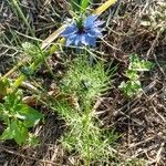 Nigella damascena habit picture by Florence Muller (cc-by-sa)