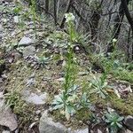 Arabis hirsuta habit picture by Roberto Dessì (cc-by-sa)