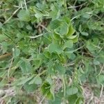 Medicago rigidula leaf picture by Matteo Fontana (cc-by-sa)