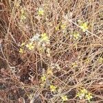 Erucastrum nasturtiifolium habit picture by Prieta Javier (cc-by-sa)