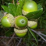 Quercus sapotifolia fruit picture by Nelson Zamora Villalobos (cc-by-nc)