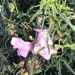 Antirrhinum australe flower picture by Diego Alex (cc-by-sa)