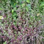 Lamium purpureum habit picture by cscoq (cc-by-sa)