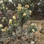 Anthyllis barba-jovis habit picture by Hervé Rey (cc-by-sa)