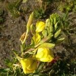 Oenothera glazioviana flower picture by Jürgen Schumacher (cc-by-sa)