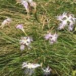 Dianthus superbus habit picture by Geneviève Dalbin (cc-by-sa)