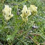 Oxytropis campestris habit picture by Pierre GUDEL (cc-by-sa)