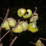 Libidibia coriaria fruit picture by Nelson Zamora Villalobos (cc-by-nc)