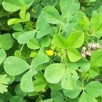 Medicago coronata leaf picture by Prieta Javier (cc-by-sa)