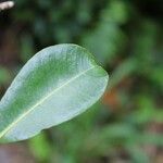 Psiloxylon mauritianum leaf picture by J. Champ (cc-by-sa)