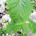 Valeriana pyrenaica leaf picture by ocarton (cc-by-sa)
