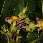 Prestonia longifolia flower picture by Nelson Zamora Villalobos (cc-by-nc)