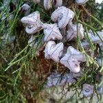 Tetraclinis articulata fruit picture by Heras Daniel (cc-by-sa)
