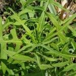 Lactuca canadensis habit picture by Vicki Brown (cc-by-sa)