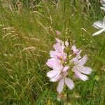 Sidalcea cusickii flower picture by Alicia Forrister (cc-by-sa)