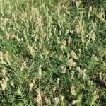 Onobrychis supina habit picture by victor belloc (cc-by-sa)