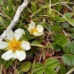 Fragaria chiloensis flower picture by rossi maite (cc-by-sa)