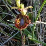 Ophrys speculum flower picture by jid (cc-by-sa)