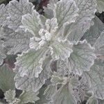Marrubium alysson leaf picture by Josemartajorge (cc-by-sa)