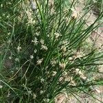 Eleocharis palustris habit picture by María Meyer (cc-by-sa)