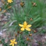 Hypericum linariifolium flower picture by Julie Roth (cc-by-sa)
