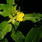 Ludwigia foliobracteolata flower picture by Nelson Zamora Villalobos (cc-by-nc)
