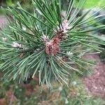 Pinus sylvestris fruit picture by Julia Roland (cc-by-sa)