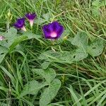 Ipomoea purpurea habit picture by Jean-Marie Frenoux (cc-by-sa)