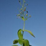 Scrophularia scorodonia habit picture by Carlos Villasante (cc-by-sa)