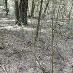 Cornus alba habit picture by Pushno (cc-by-sa)