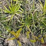 Deuterocohnia longipetala habit picture by Trap Hers (cc-by-sa)