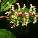 Miconia oinochrophylla leaf picture by Nelson Zamora Villalobos (cc-by-nc)