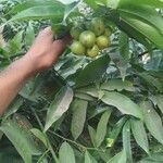 Artabotrys hexapetalus fruit picture by Omolla Srikanth (cc-by-sa)