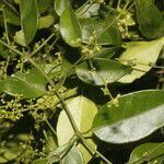 Tassadia obovata habit picture by Nelson Zamora Villalobos (cc-by-nc)