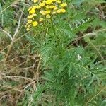 Tanacetum vulgare habit picture by Pascal Graulus (cc-by-sa)